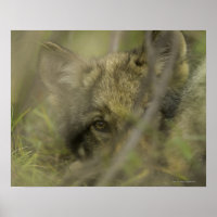Grey wolf (Canis lupus) pup alone, hiding in