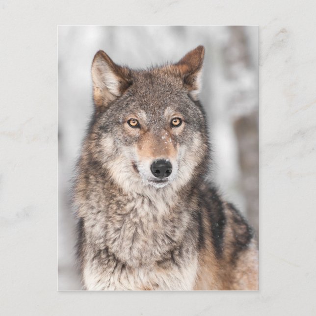 Grey Wolf (Canis lupus) With One Ear Back Postcard (Front)