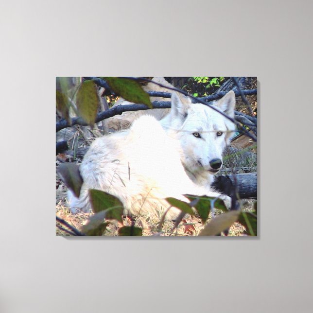 Grey Wolf Canvas Print (Front)