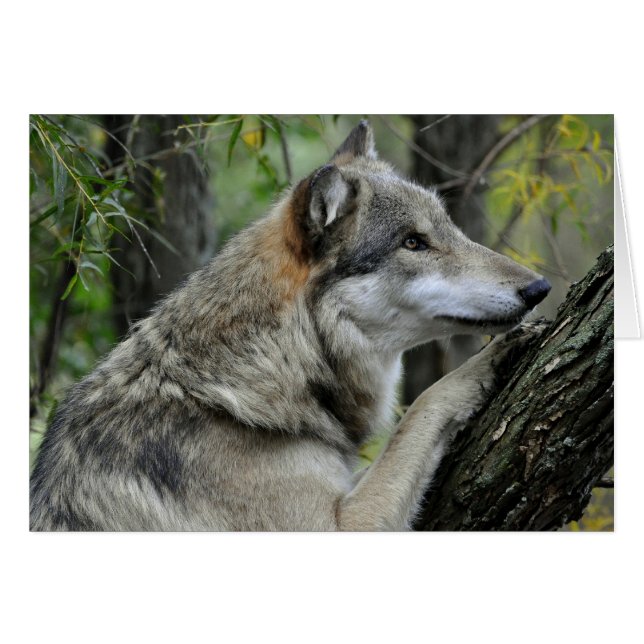 Grey Wolf Card (Front Horizontal)