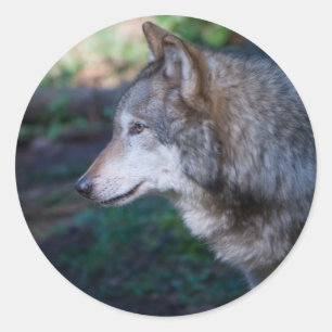 Grey wolf classic round sticker