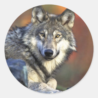 Grey wolf classic round sticker
