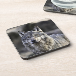 Grey Wolf Coaster