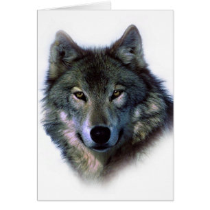 Grey Wolf Eyes