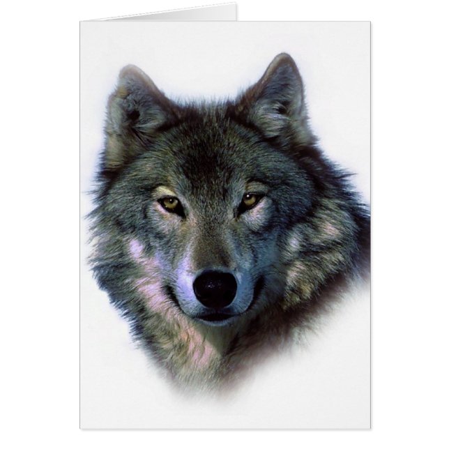 Grey Wolf Eyes (Front)