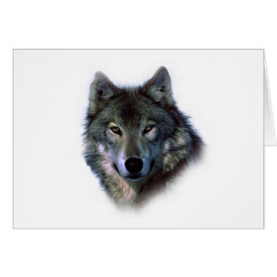 Grey Wolf Eyes