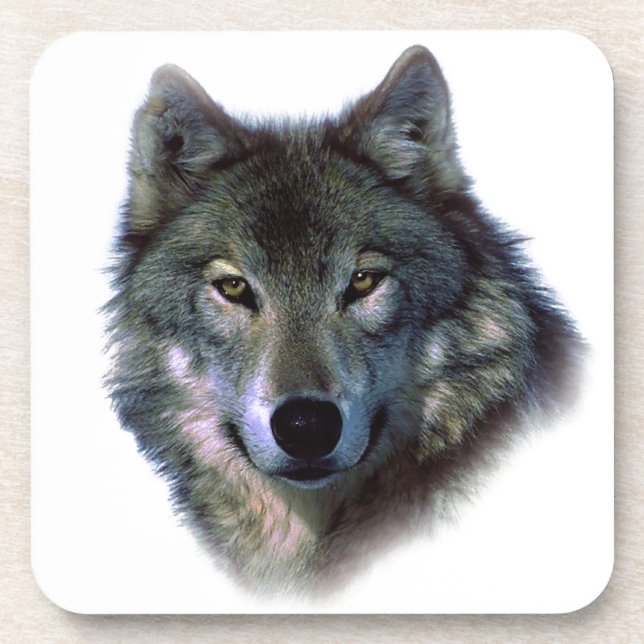 Grey Wolf Eyes Coaster (Front)