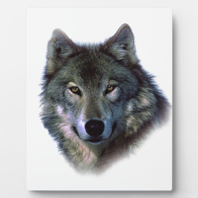 Grey Wolf Eyes Plaque (Front)
