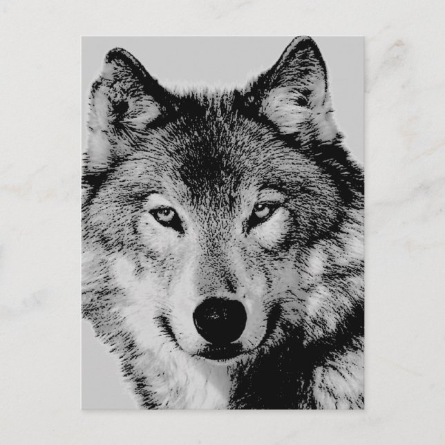 Grey Wolf Eyes Postcard (Front)