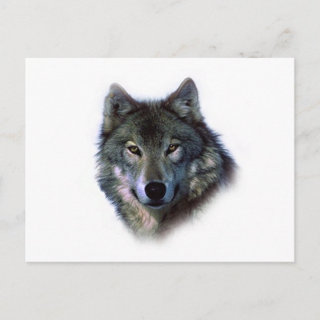 Grey Wolf Eyes Postcard (Front)