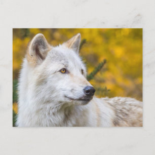 Grey Wolf face closeup on gold autumn foliage. Postcard