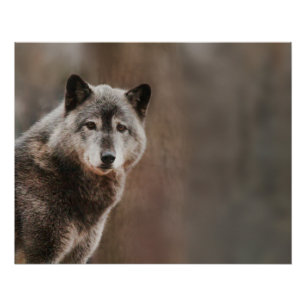 Grey Wolf Glossy Poster