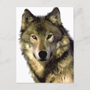 Grey Wolf Holiday Postcard