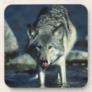Grey wolf in Autumn drinking Coaster
