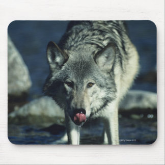 Grey wolf in Autumn drinking Mouse Pad