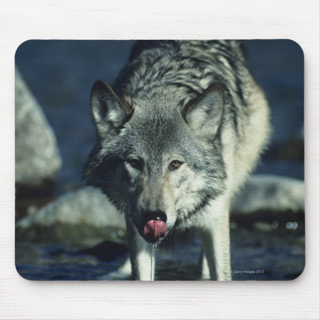 Grey wolf in Autumn drinking Mouse Pad (Front)
