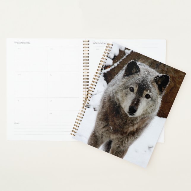 Grey Wolf in Snow Planner (Display)