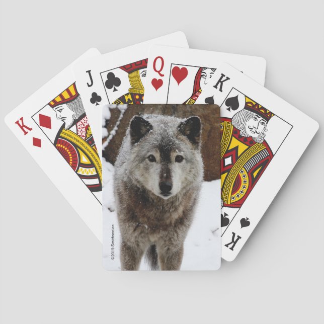 Grey Wolf in Snow Playing Cards (Back)
