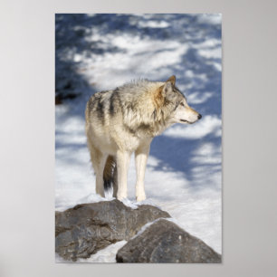 Grey Wolf In The Snow Poster