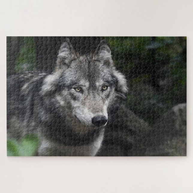 Grey wolf in the wild jigsaw puzzle (Horizontal)