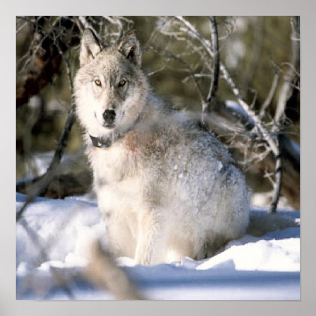 Grey Wolf In Winter Poster (Front)