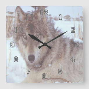 Grey Wolf In Winter Square Wall Clock