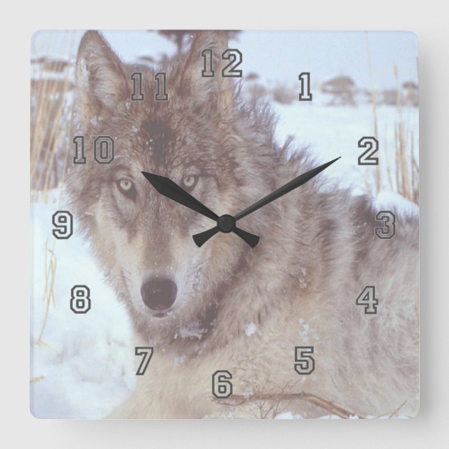 Grey Wolf In Winter Square Wall Clock (Front)