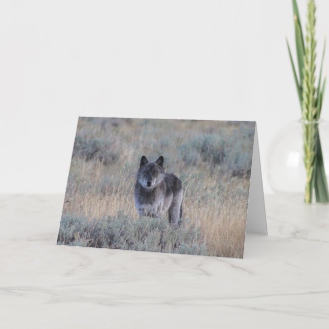 grey Wolf in Yellowstone Greeting Card (Front)