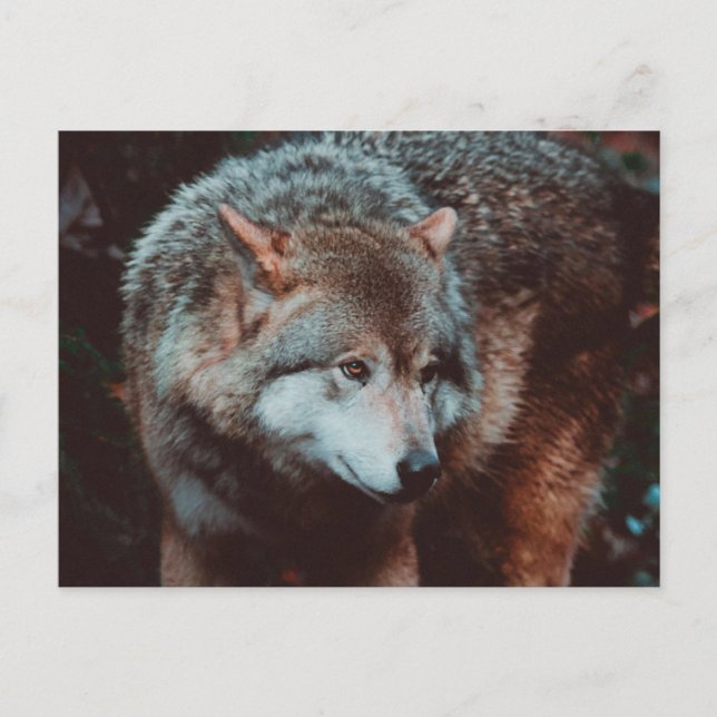 Grey Wolf looking in the forest Postcard (Front)