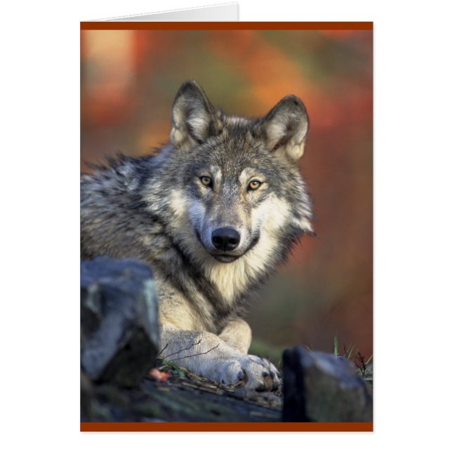 Grey Wolf Lovers (Front)