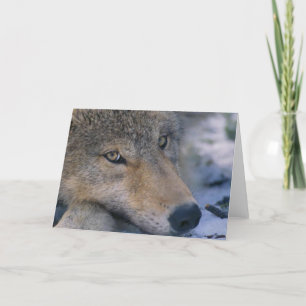 Grey Wolf Lovers Card