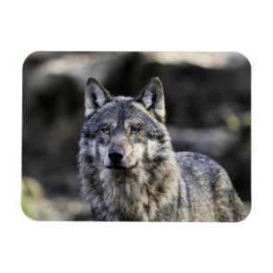 Grey Wolf Magnet