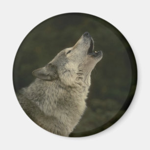 Grey Wolf Magnet