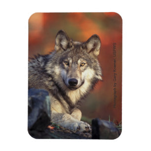 Grey Wolf Magnet