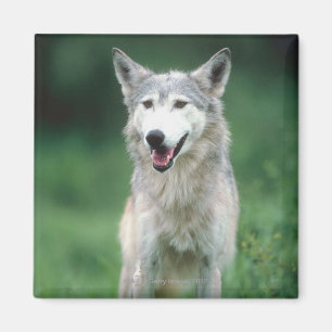 Grey Wolf Magnet