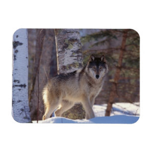 Grey Wolf Magnet