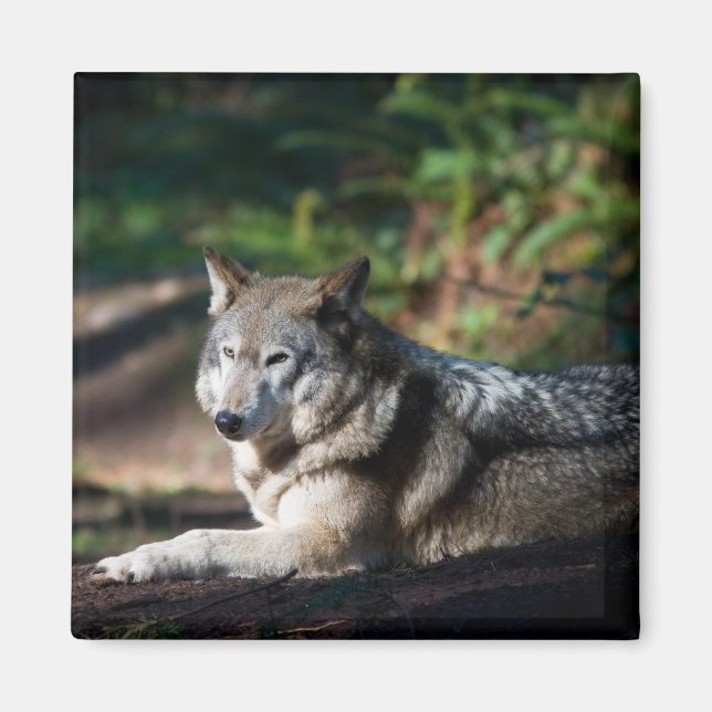 Grey wolf magnet (Front)