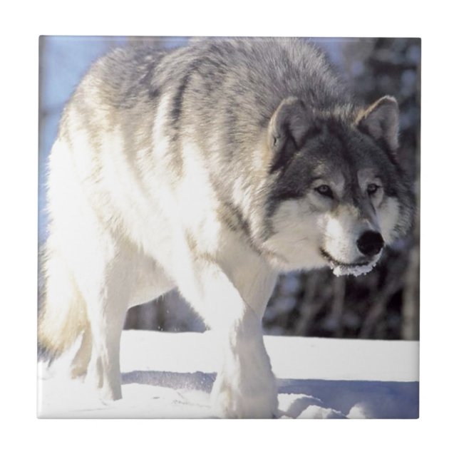 Grey Wolf On The Prowl Tile (Front)