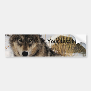 Grey Wolf or Timber Wolf Laying in the Snow Bumper Sticker