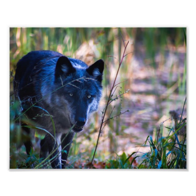 Grey Wolf Photography Print (Front)