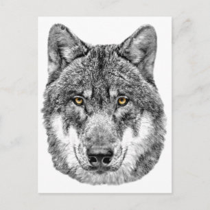 Grey Wolf Postcard