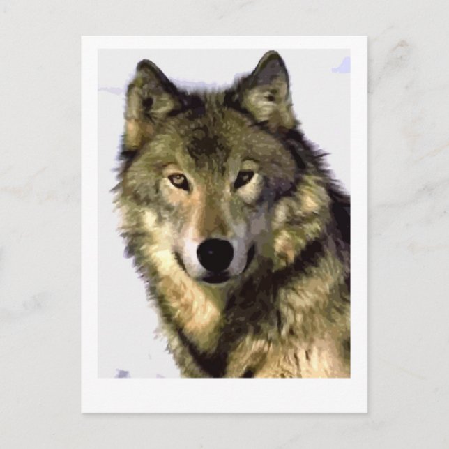 Grey Wolf Postcard (Front)