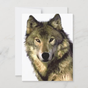 Grey Wolf Postcard