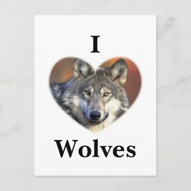 Grey Wolf Postcard (Front)
