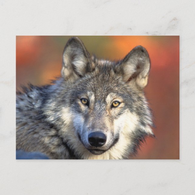 Grey Wolf Postcard (Front)