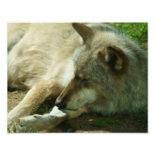 Grey Wolf Print