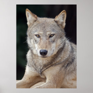 Grey Wolf Print