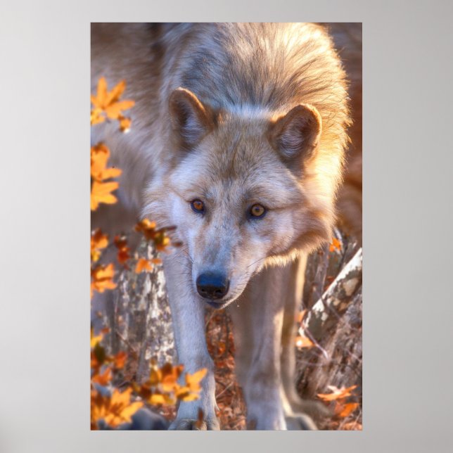 Grey Wolf Pup "SUGAR MAPLE WOLVES" Poster (Front)