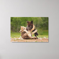 Grey Wolf Pups Wrestling