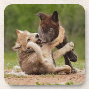Grey Wolf Pups Wrestling Coaster
